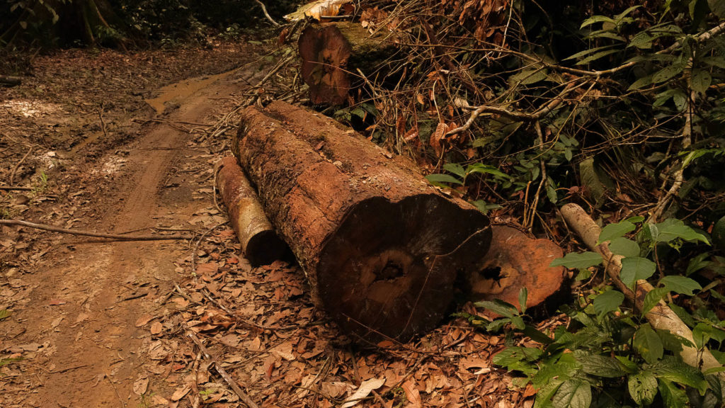 Rodonia Destruida Amazonia Real Alexandre Cruz Noronha 15
