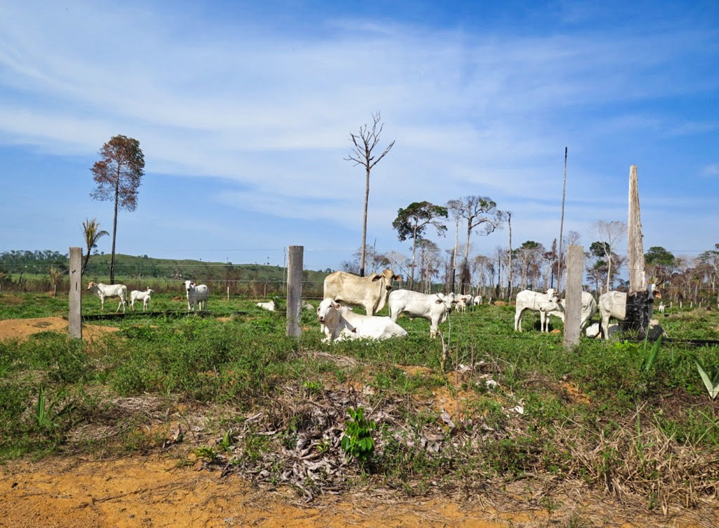 O herói do Acre - Amazônia Real