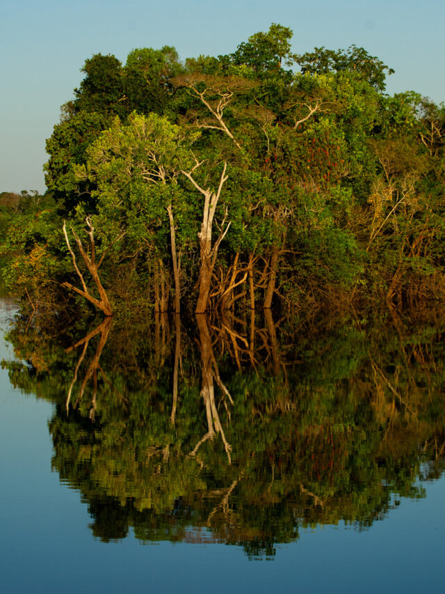 Manicoré River in the Amazon in BrazilRio Manicoré no Amazonas