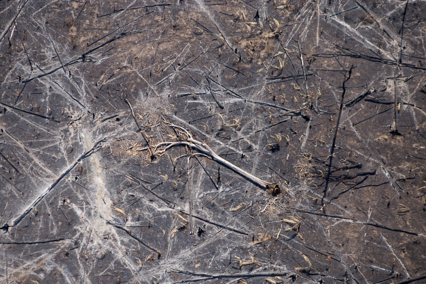 Exploração madeireira e incêndios florestais: 8 – Métodos para avaliar a  vulnerabilidade a incêndio - Amazônia Real