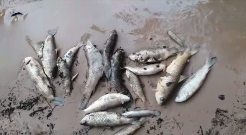 mortandade de peixes no rio gorgulho