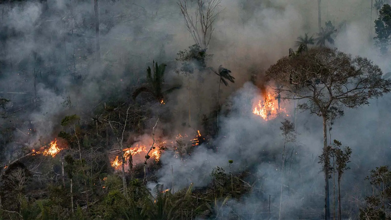 Incêndio de grandes proporções atinge reserva ambiental, em