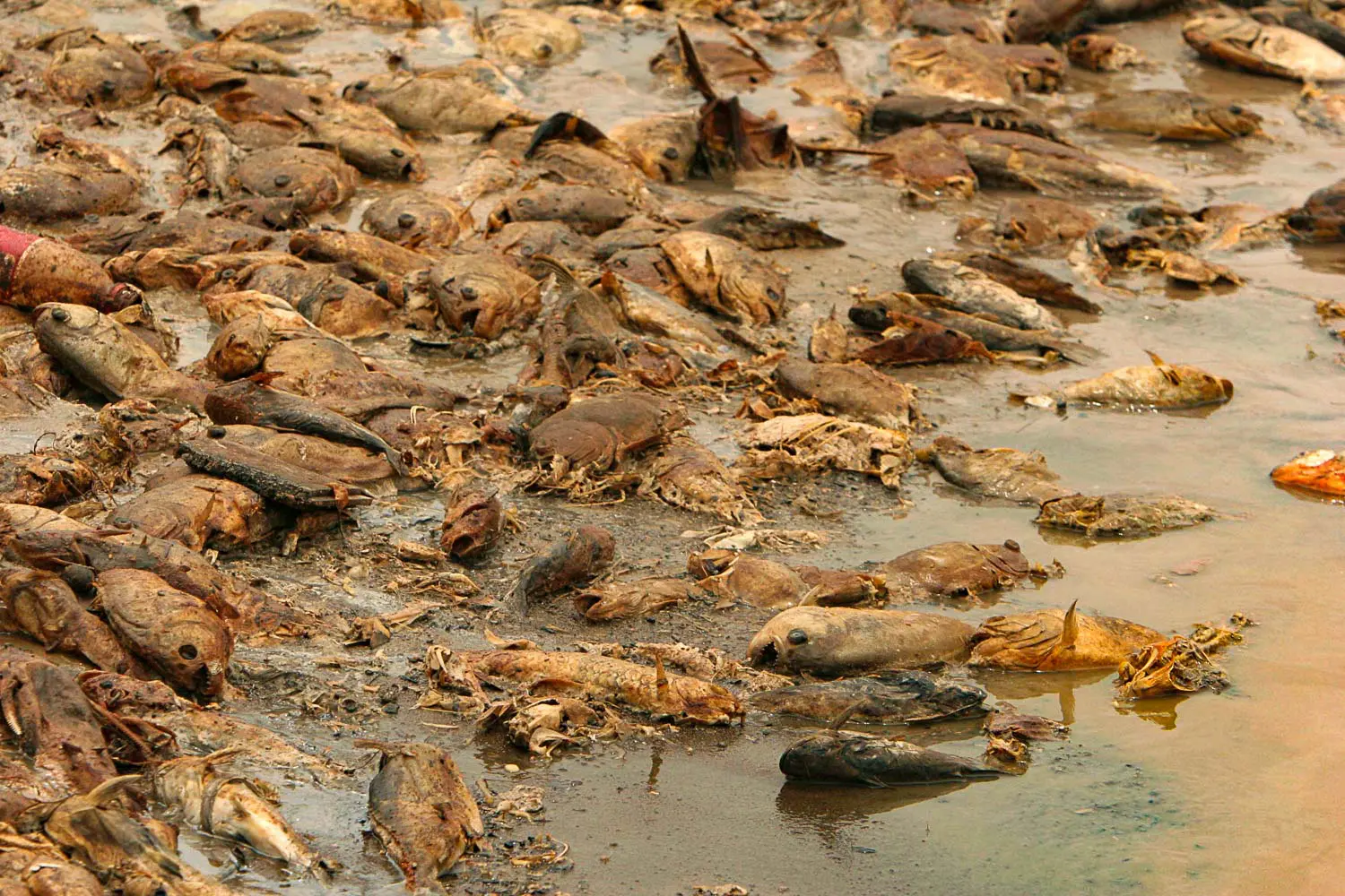 Seca no as deixa cidades isoladas e com escassez de alimento -  Amazônia Real
