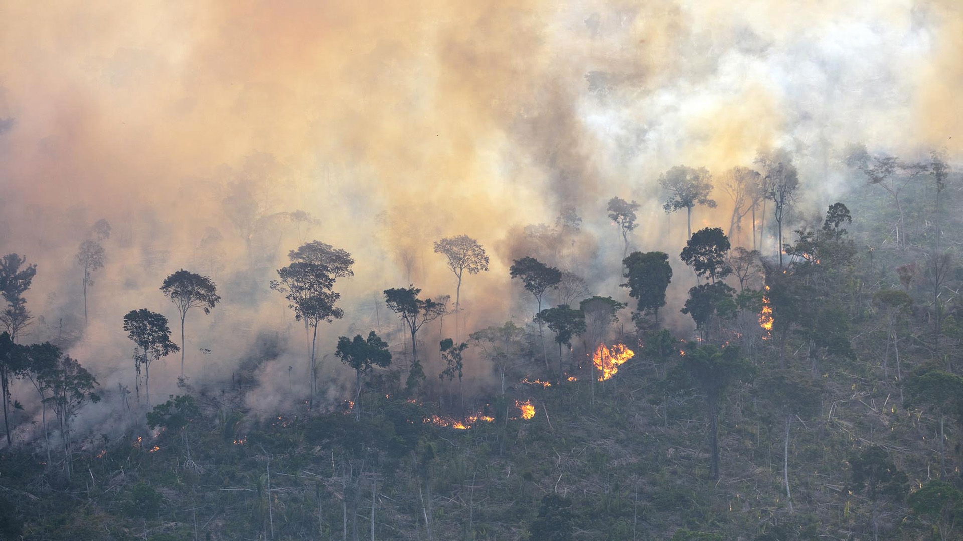 Queimada no sul do Amazonas, em 29/ 08/2025 (Foto: Marizilda Cruppe/Greenpeace).