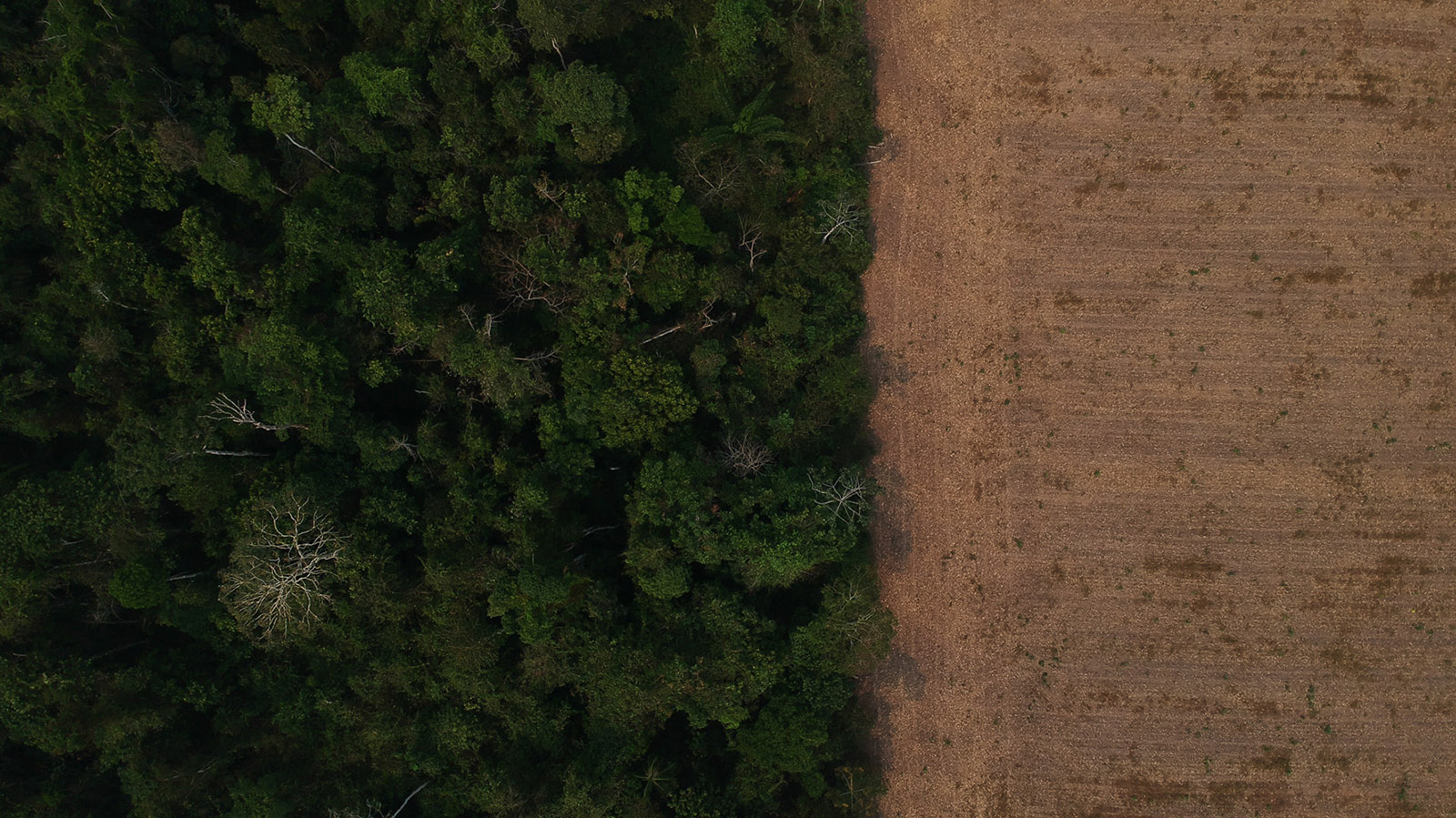 Área de Monocultura ao lado da Terra Indigena Uru-Eu-Wau- Wau, próximo a entrada da base Bananeira da Funai, no município de Seringueiras (RO) (Foto: Bruno Kelly/Amazonia Real/2020).