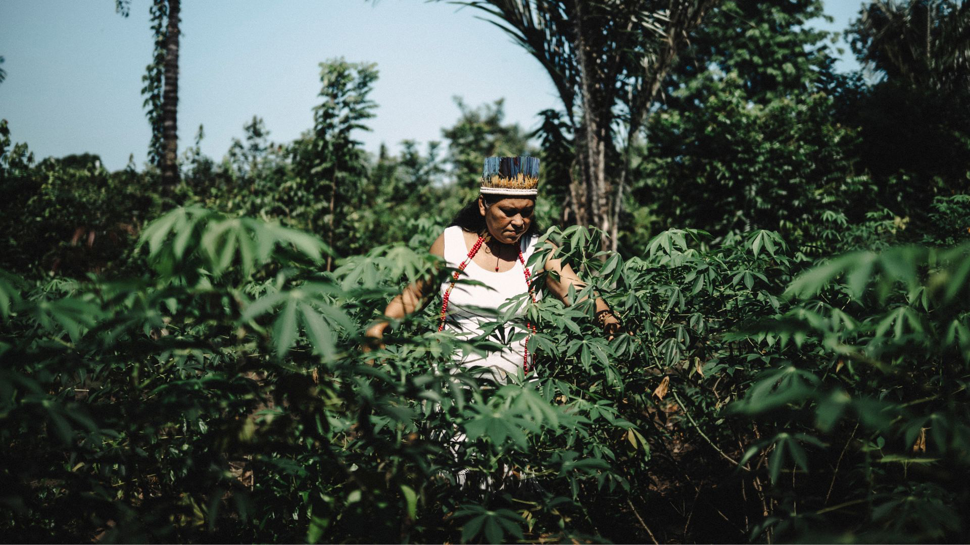 A Cacica Alvarina Soares Palmela, do povo Lanawa no meio da plantação de macaxeira, na aldeia Maku-Itá (Foto: Raphael Alves/VII Foundation/Amazônia Real).