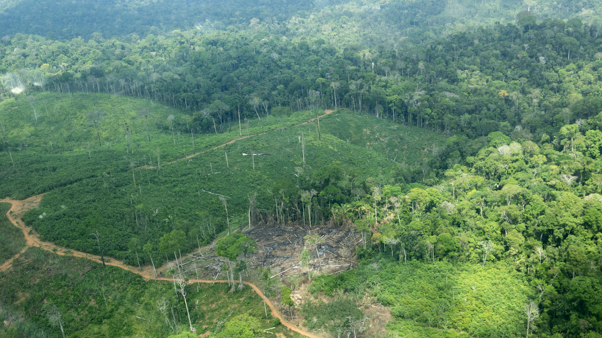 Área desmatada na Terra Indígena Cachoeira Seca do Iriri  (PA) figura entre as poucas TIs do país onde a destruição avançou. (Foto Juan Doblas/ISA).